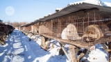 Scientists struggle to probe COVID’s origins amid sparse data from China