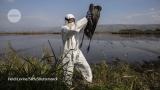 Why unprecedented bird flu outbreaks sweeping the world are concerning scientists