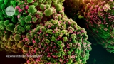 Which COVID studies pose a biohazard? Lack of clarity hampers research