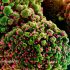 116 scientists reject WHO’s draft PFAS guidelines