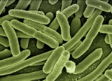 As new diseases emerge and old ones surprise us, infectious disease doctors work overtime