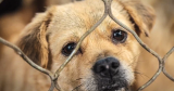 CDC places temporary ban on importing dogs from overseas; animal rescues urge reconsideration
