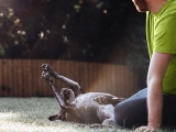 Monkeypox can spread from humans to pets: What to know