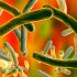 FDA to Consider Future of COVID Booster Doses