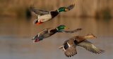 First Case of Current H5 Strain of Bird Flu Detected in US