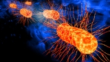 CDC confirms investigation of multi-state outbreak of E. coli O121 infections
