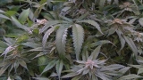 CDC issues warning about potential delta-8 THC in some cannabis products