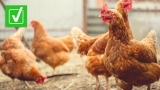 Can bird flu infect humans?