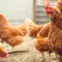 New Omicron Subvariant Is ‘Crazy Infectious,’ COVID Expert Warns