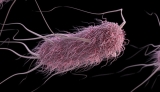 E. coli Outbreak with Unknown Food Source