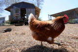 CDC links backyard poultry contact to more than 200 cases of salmonella