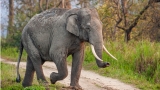Equilibrium/Sustainability — Elephant waste polluting forests with plastic