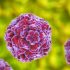 Did the US Jump the Gun With the New Omicron-Targeted Vaccines?