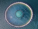 Fish, health, and sustainability: What to know