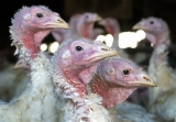 CDC, KDA warn Kansans of dangers posed by bird flu