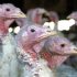Opinion | The Covid-19 Pandemic Didn’t Have to Be This Way
