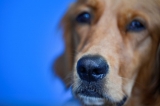 Canines Can Detect COVID-19 Through Sniffing?