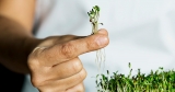 10 Benefits of Garden Cress and Garden Cress Seeds