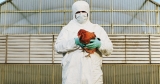 Everything We Know About Bird Flu