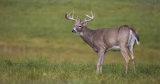 Watching for new COVID variants in wildlife “now critical,” CDC says