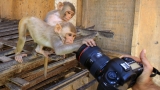Mary Roach’s ‘Fuzz’ Reveals A Weird World Of Animal ‘Crimes’ : Shots