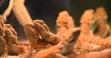 CDC links salmonella outbreak to pet bearded dragons