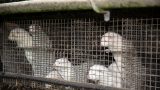 Government documents reveal CDC delayed disclosing likely COVID-19 animal spillover event