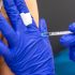 New York Deer Infected With Omicron, Study Finds