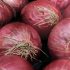 WHO says it continues to assess Russia’s Sputnik V vaccine, Health News, ET HealthWorld