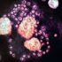 Africa strikes deal with Pfizer for Covid-19 antiviral — report – Endpoints News