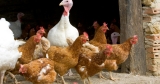 Cases of highly pathogenic bird flu detected in Delaware and Michigan