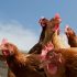 Democrats now pushing for ‘living with COVID’ despite CDC, White House guidance