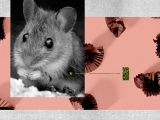 Gut bacteria may explain urge to overeat