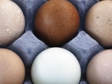 Which are healthier, white or brown eggs?