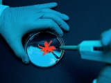 Genetically engineered, cancer-killing herpes virus may be able to fight tumors