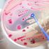 COVID-19 vaccine not associated with birth de