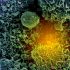 CDC Pushes Covid Child Mortality Study That Is Junk Science – National Review
