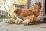 CDC tells public to not ‘kiss or snuggle’ chickens, ducks, backyard poultry amid salmonella outbreaks