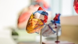 Scientists Identify Heart Muscle Inflammation As a Possible Complication of Monkeypox Infection