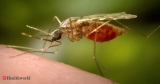 Invasive malaria mosquito spreading in Africa, researchers warn, Health News, ET HealthWorld