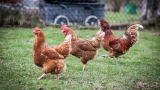 Backyard Chickens Linked to Nationwide Salmonella Outbreak: CDC | Chicago News