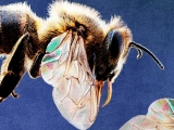 Apitherapy: Benefits, risks, and more
