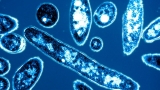 CDC investigating 4 cases of Legionnaires’ disease in Maine