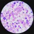 US coronavirus: 1 in every 500 US residents have died of Covid-19