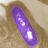 Denmark’s Covid mass mink cull had no legal justification, says report | Denmark