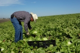 Health Risks Persist for Older Farmworkers as COVID Lingers