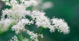 Benefits, Uses, Tea, and More