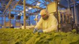 Quebec’s Medicago COVID-19 vaccine faces WHO rejection over company’s tobacco ties