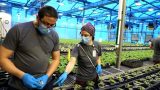 Why Canada should have known Big Tobacco ties would risk COVID-19 vaccine approval