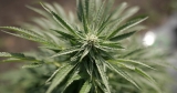 What exactly is hemp-derived THC? And how is it different from marijuana?